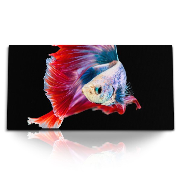 Kunstdruck Bilder 120x60cm Aquarienfisch Kampffisch Bunt Farbenfroh schwarzer Hintergrund