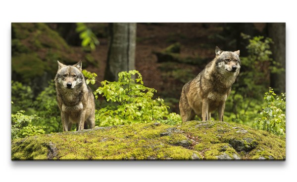 Leinwandbild 120x60cm Wölfe Wald schöne Tiere Raubtier Wild Frei