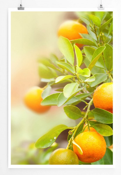 Food-Fotografie 60x90cm Poster Mandarinen am Baum