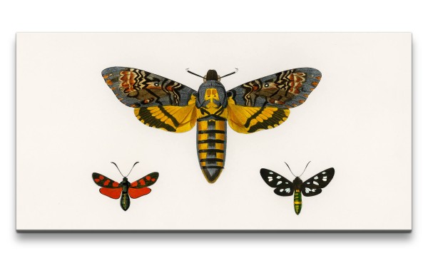 Remaster 120x60cm Illustration Schmetterlinge Flügel Kunstvoll Dekorativ Minimal