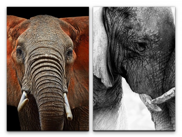 2 Bilder je 60x90cm Elefanten Afrika Elefantenkopf Stoßzähne Fotokunst Rüssel Wild