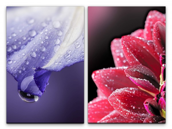 2 Bilder je 60x90cm Blumen Blüten Zinnien Viellot Rot Wassertropfen Makrofotografie