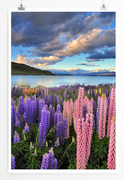 60x90cm Landschaftsfotografie Poster Lila und rosa Lupinen Tekapo See Neuseeland