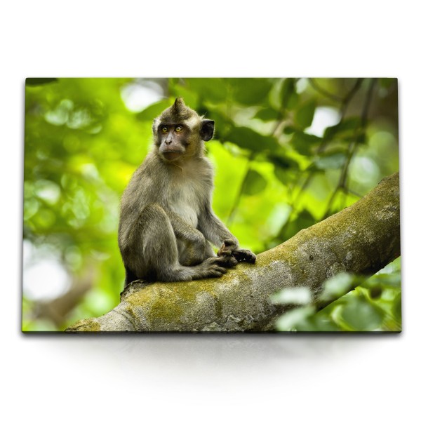 120x80cm Wandbild auf Leinwand Mauritius Dschungel Affe Natur Grün Tierfotografie