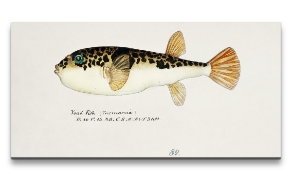 Remaster 120x60cm Alte Illustration Fisch Tasmanien Vintage Dekorativ Kunstvoll