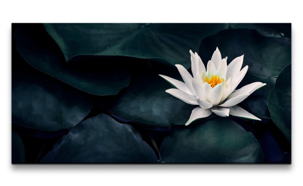 Leinwandbild 120x60cm Weiße Seerose Blüte Kunstvoll Kontrastreich Dekorativ