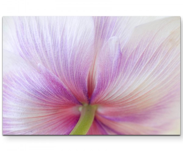 Makrofotografie einer Tulpe  pink und weiß - Leinwandbild