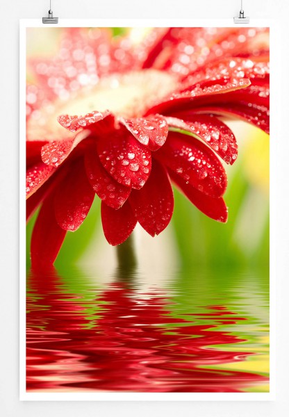 Naturfotografie 60x90cm Poster Rote Blumen über Wasseroberfläche
