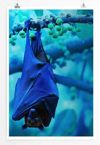 Tierfotografie 60x90cm Poster Herunterhängende Fledermaus