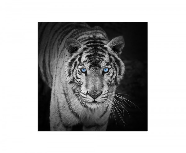 80x80cm Tiger Augen schwarz/weiß
