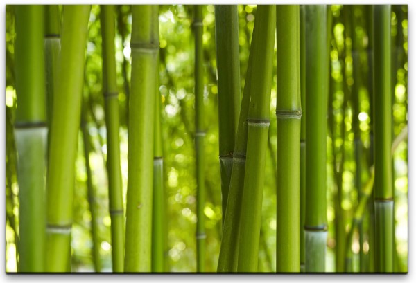 Bambuswald Nahaufnahme Wandbild in verschiedenen Größen