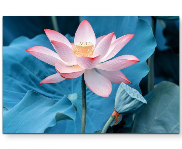 Lotuspflanze mit Blüte - Leinwandbild
