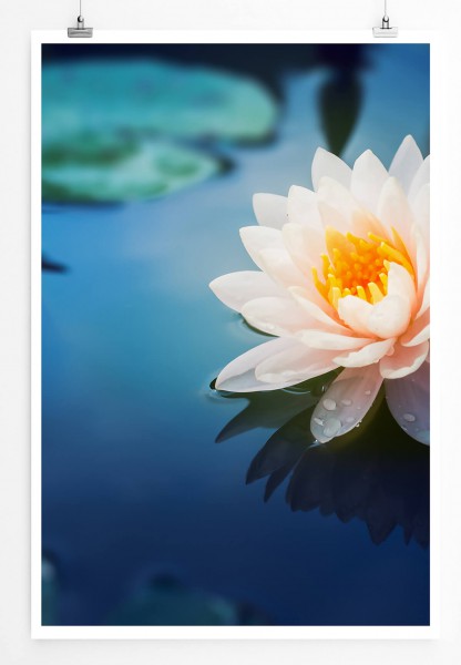 Wunderschöne Lotusblüte 60x90cm Poster