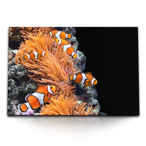 120x80cm Wandbild auf Leinwand Korallenriff Clownfische bunte Fische unter Wasser