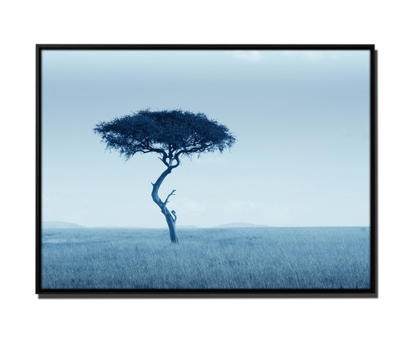 105x75cm Leinwandbild Petrol Akazienbaum in Savanne Masai Mara Kenia