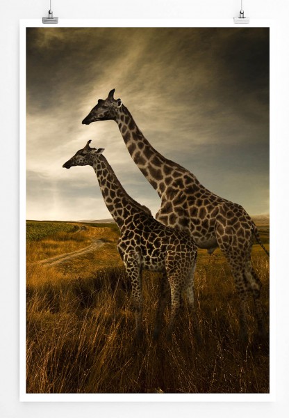 60x90cm Tierfotografie Poster Zwei Giraffen in der Landschaft