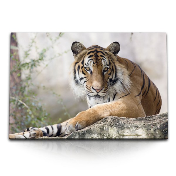120x80cm Wandbild auf Leinwand Tiger Raubkatze Tierfotografie Wildnis Katze