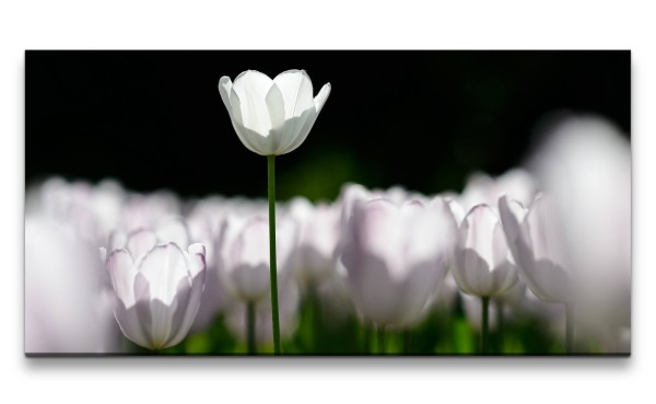 Leinwandbild 120x60cm Weiße Tulpen Blumen Blüten Natur Fotokunst Dekorativ
