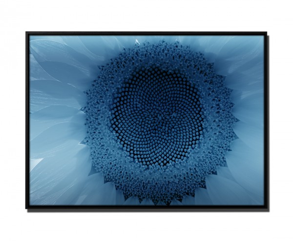 105x75cm Wandbild PETROL BLAU Sonnenblumenblüte