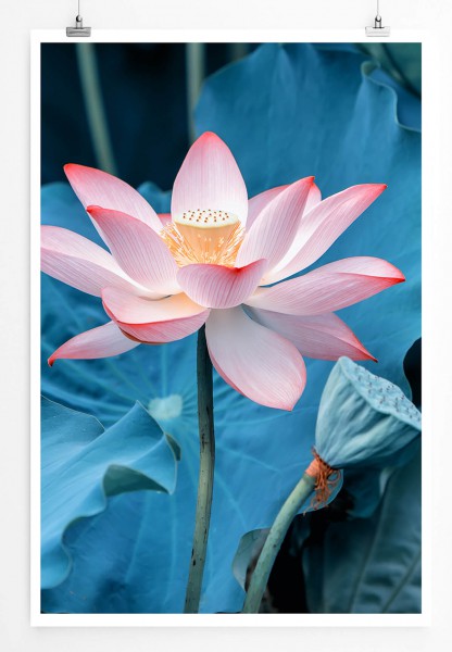 Lotusblume bei Dämmerung 60x90cm Poster