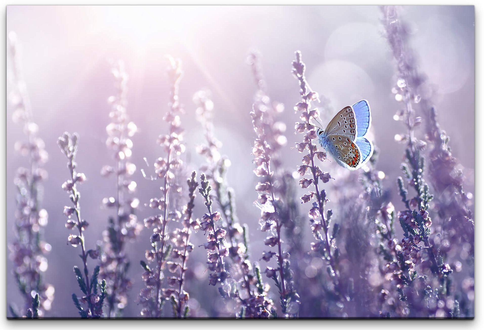 Lavendel und Schmetterlinge Designs, Geschenke Preisen - & Wandbild in , GmbH Einzigartige Art | verschiedenen Größen Wandbilder zu fairen Wohnaccessoires Sinus