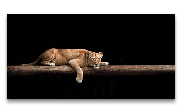 Leinwandbild 120x60cm Löwin Löwe Tierfotografie schönes Tier Raubkatze