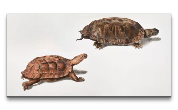 Remaster 120x60cm Alte Illustration Zoologie Schildkröten Indien Vintage Kunstvoll