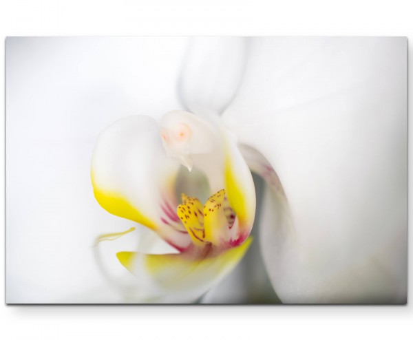 Weiße Orchidee im Detail - Leinwandbild
