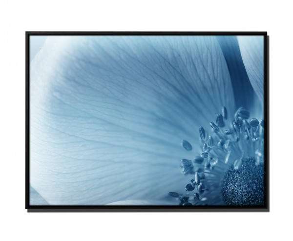 105x75cm Leinwandbild Petrol Makroaufnahme Anemonenblume