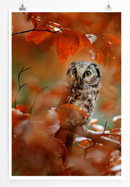 Tierfotografie  Eule im Herbstwald
