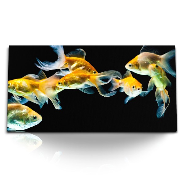 Kunstdruck Bilder 120x60cm Goldfische Aquarienfische schwarzer Hintergrund