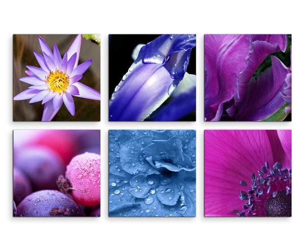 6 teiliges Leinwandbild je 30x30cm - Blumen Wassertropfen Makroaufnahme Violett