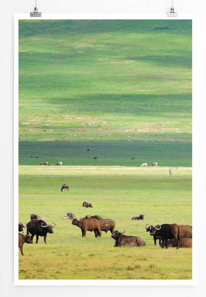 Tierfotografie 60x90cm Poster Büffelherde in weiter Landschaft