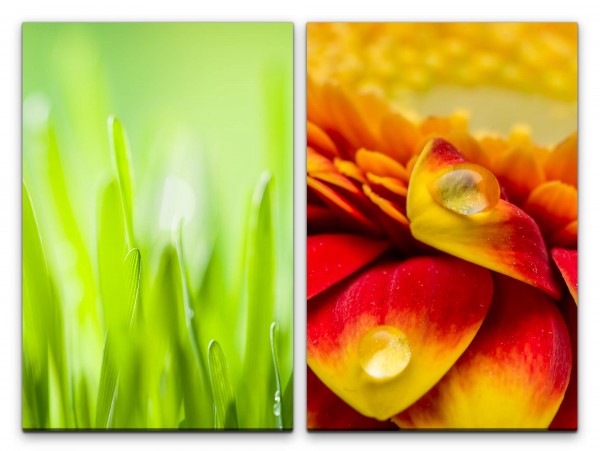 2 Bilder je 60x90cm Grass Grashalme Tropfen Makro Grün Sommer Blumen