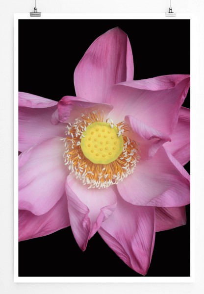 60x90cm Naturfotografie Poster Rosa Blume vor schwarzem Grund