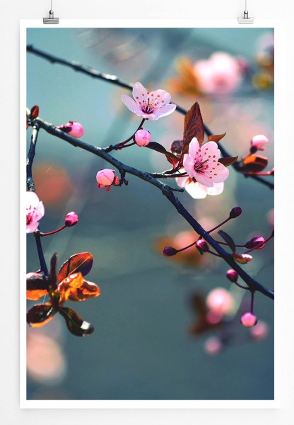 Naturfotografie 60x90cm Poster Blühende japanische Kirschblüten