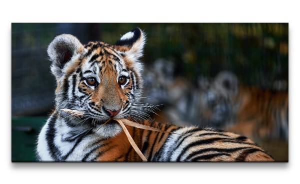 Leinwandbild 120x60cm Kleiner süßer Tiger Tigerbaby Lieblich Herzlich Gras