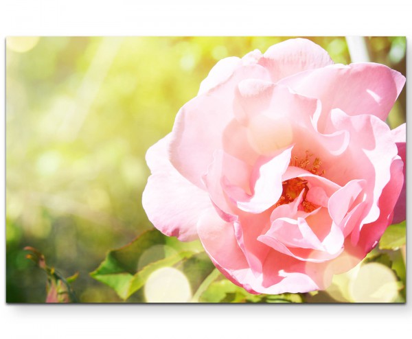 Rosa Rose im Garten - Leinwandbild