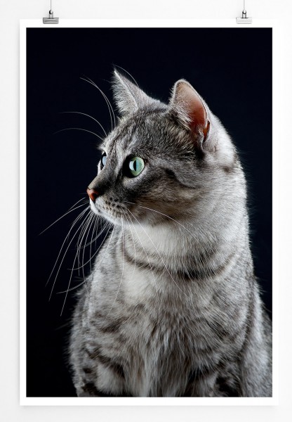 Seitenporträt einer jungen Katze 60x90cm Poster