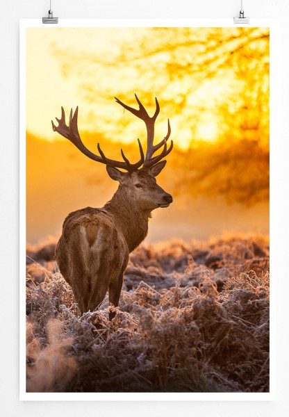 60x90cm Tierfotografie Poster Rentier bei Sonnenaufgang