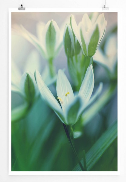 60x90cm Poster Künstlerische Fotografie  Schneeglöckchen im Frühlingslicht