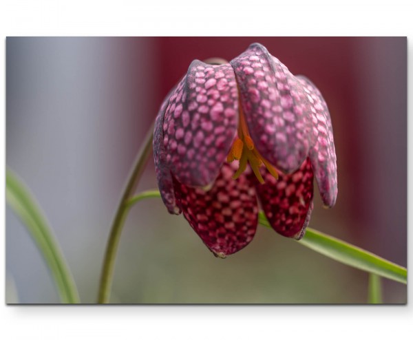 Fritillaria Meleagris  Schlagenkopf Blume - Leinwandbild