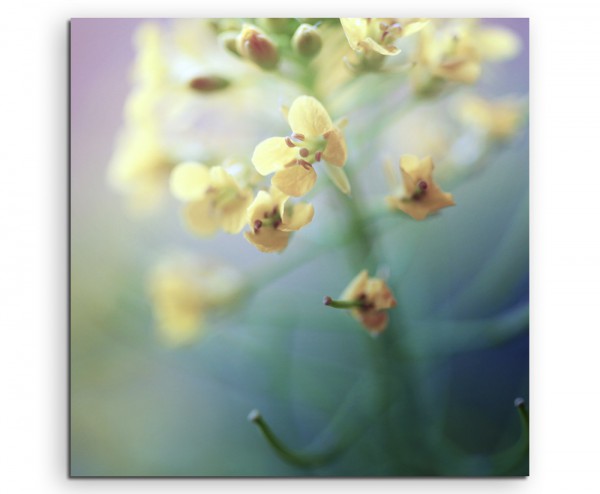 Naturfotografie – Gelbe Orchideen auf Leinwand