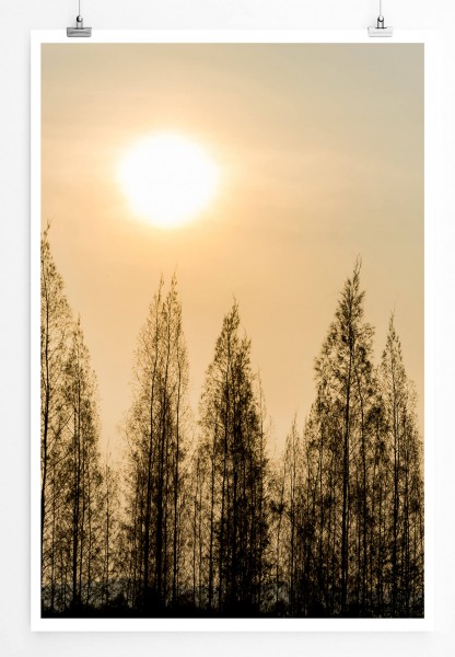 Landschaftsfotografie  Pinienbäume im Sonnenschein 60x90cm Poster