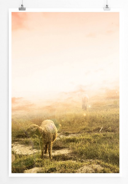 Landschaftsfotografie  Lamm auf einer grünen Wiese 60x90cm Poster