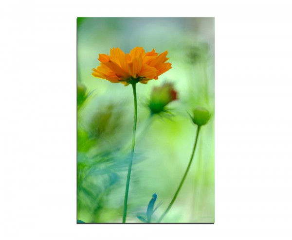 120x80cm Blume orange Hintergrund grün
