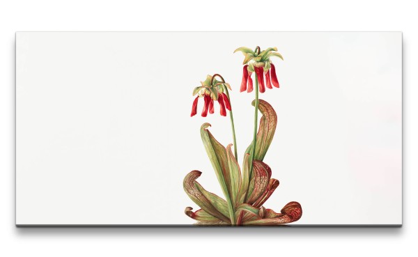 Remaster 120x60cm Botanische Vintage Illustration Schlauchpflanze Kunstvoll Minimalistisch