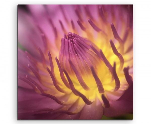 Naturfotografie – Pinke Lotusblüte mit Pollen auf Leinwand