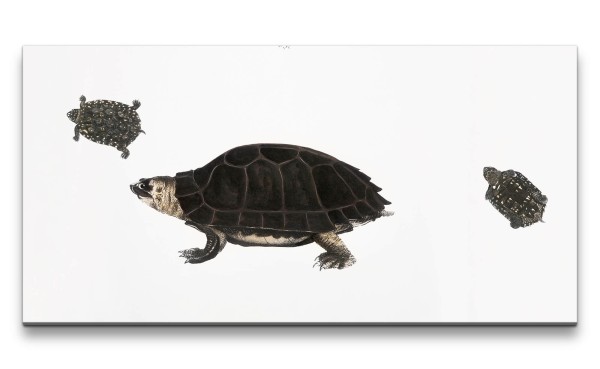 Remaster 120x60cm Schildkröte Schnapsschildkröte Zoologie alte Illustration Dekorativ