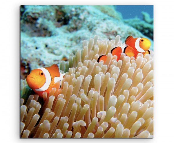 Naturfotografie – Clownfische im Korallenriff auf Leinwand